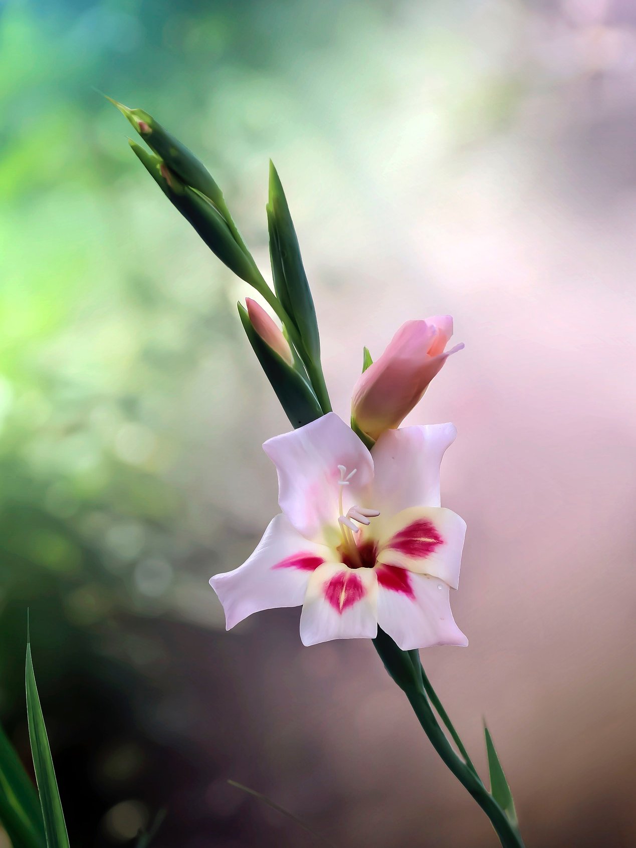 Gladiolus Mixed Colvilii - Pixabay