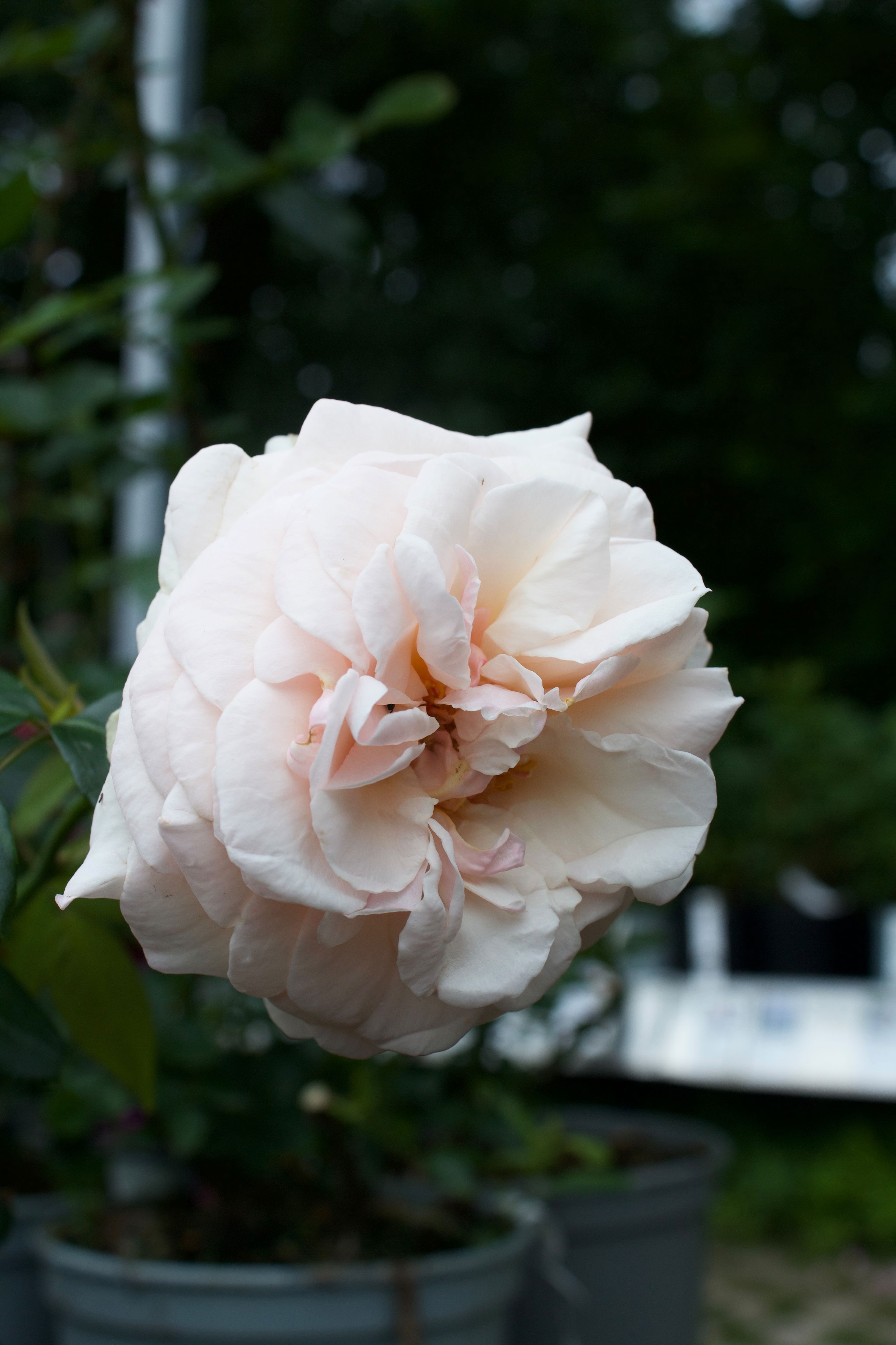 Rosa Penny Lane