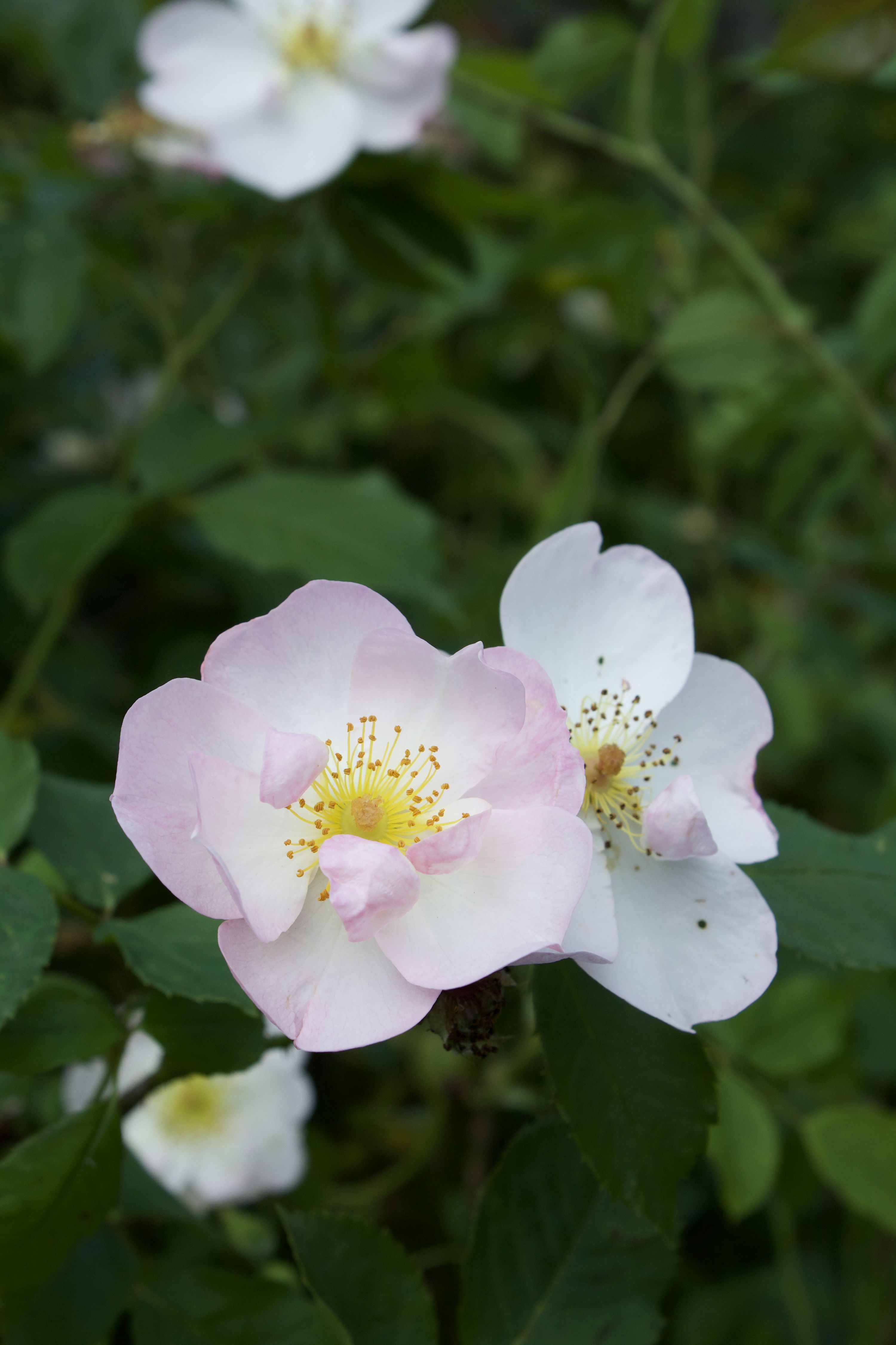 Rosa Smarty