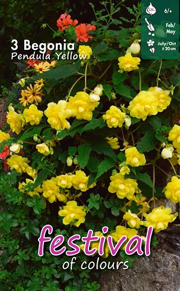  Begonia Yellow Pendula