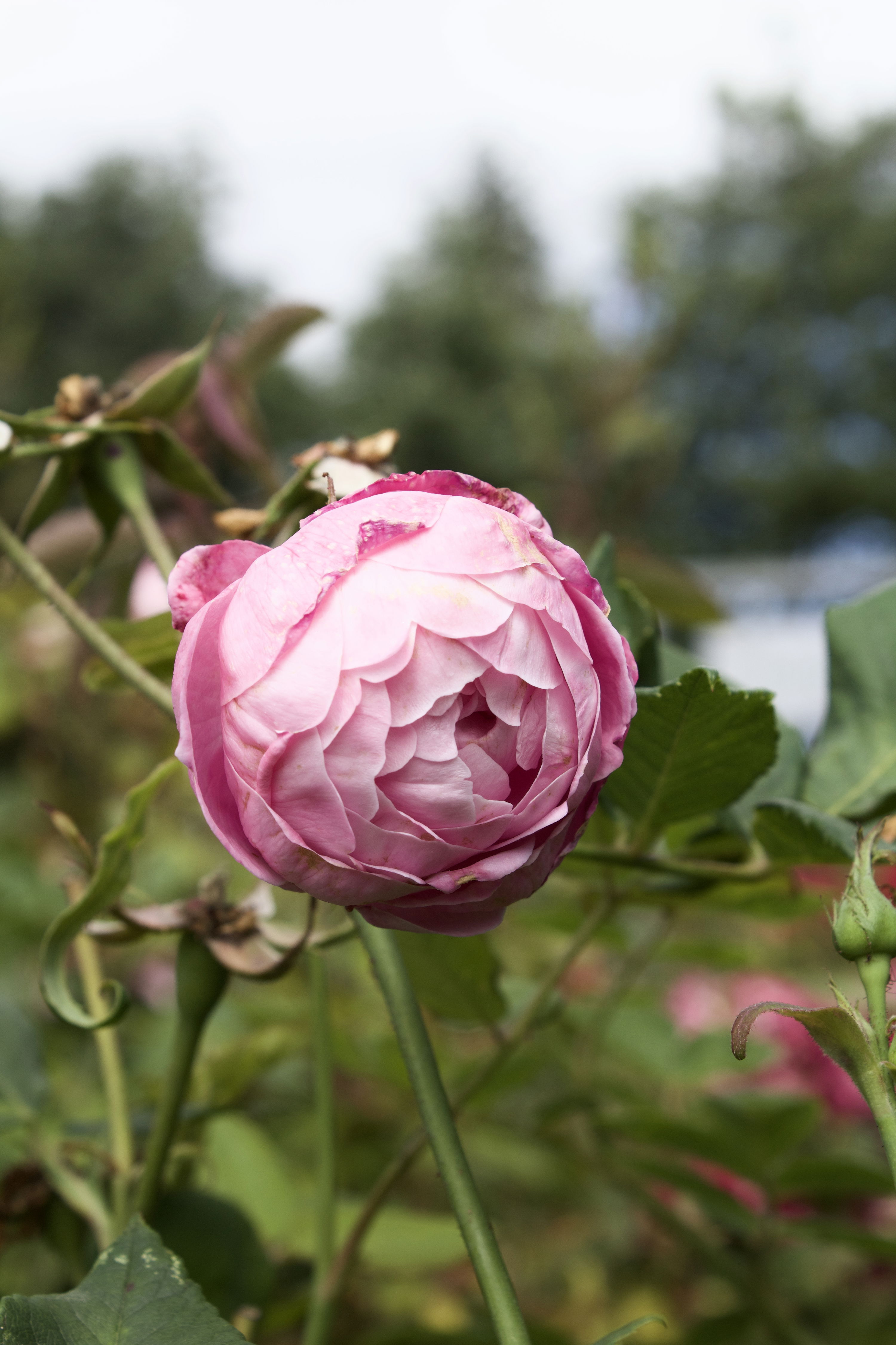 Rosa Reine Victoria