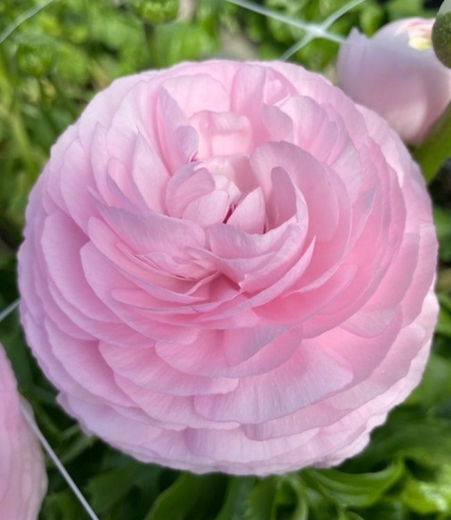 Ranunculus 'Rosa Chiaro'