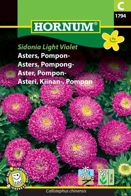 Asters, Pompon-, Sidonia L. Violet (C)