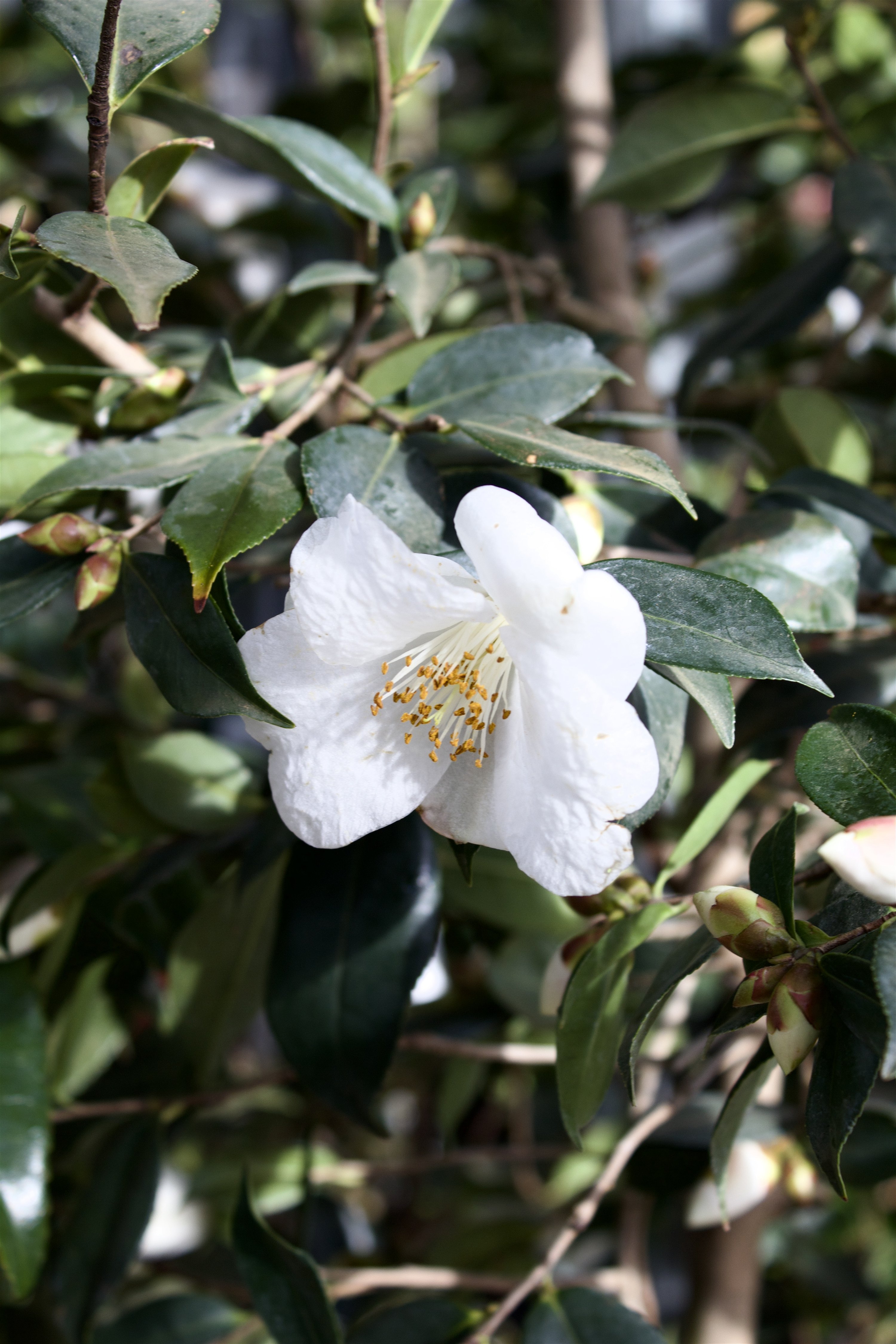 Kamelia Camellia cuspidata
