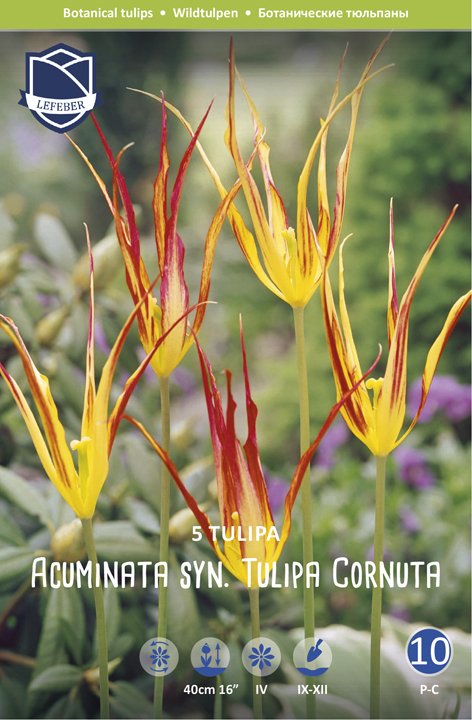 Tulip Acuminata Cornuta 