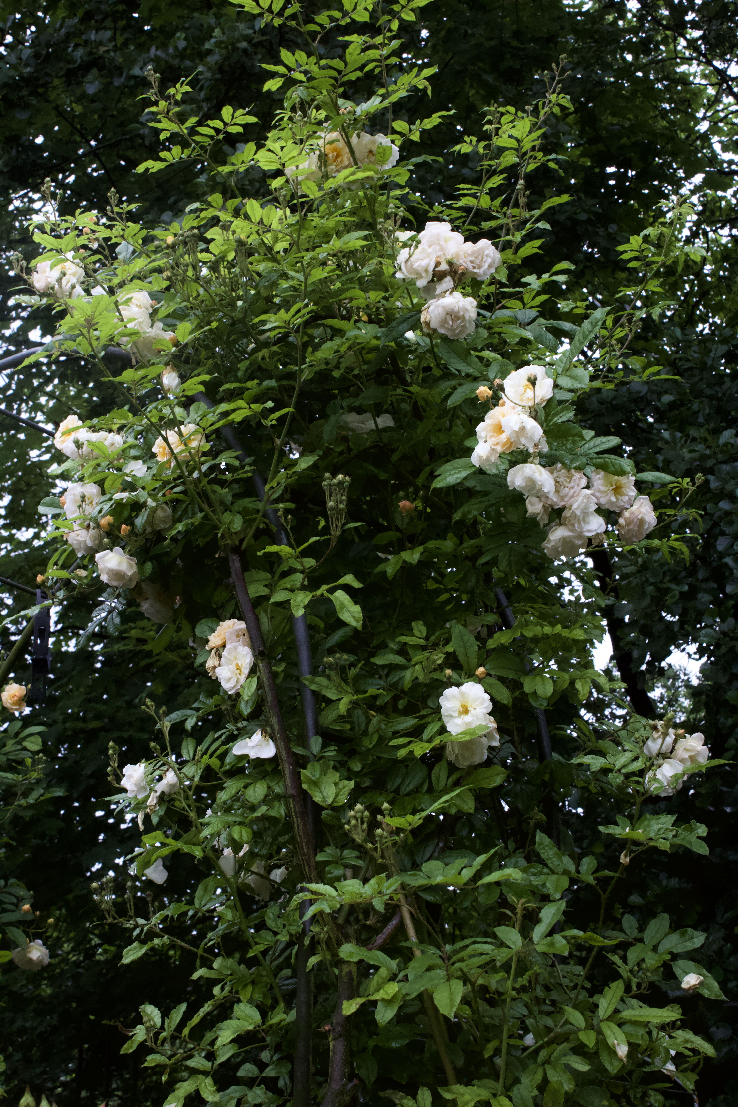 Rosa Ghislaine de Feligonde