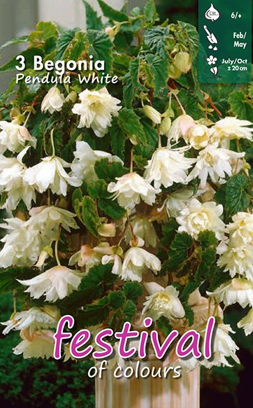 Begonia White Pendula