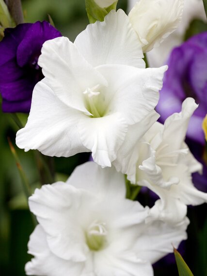 Gladiolus White - Ibulb