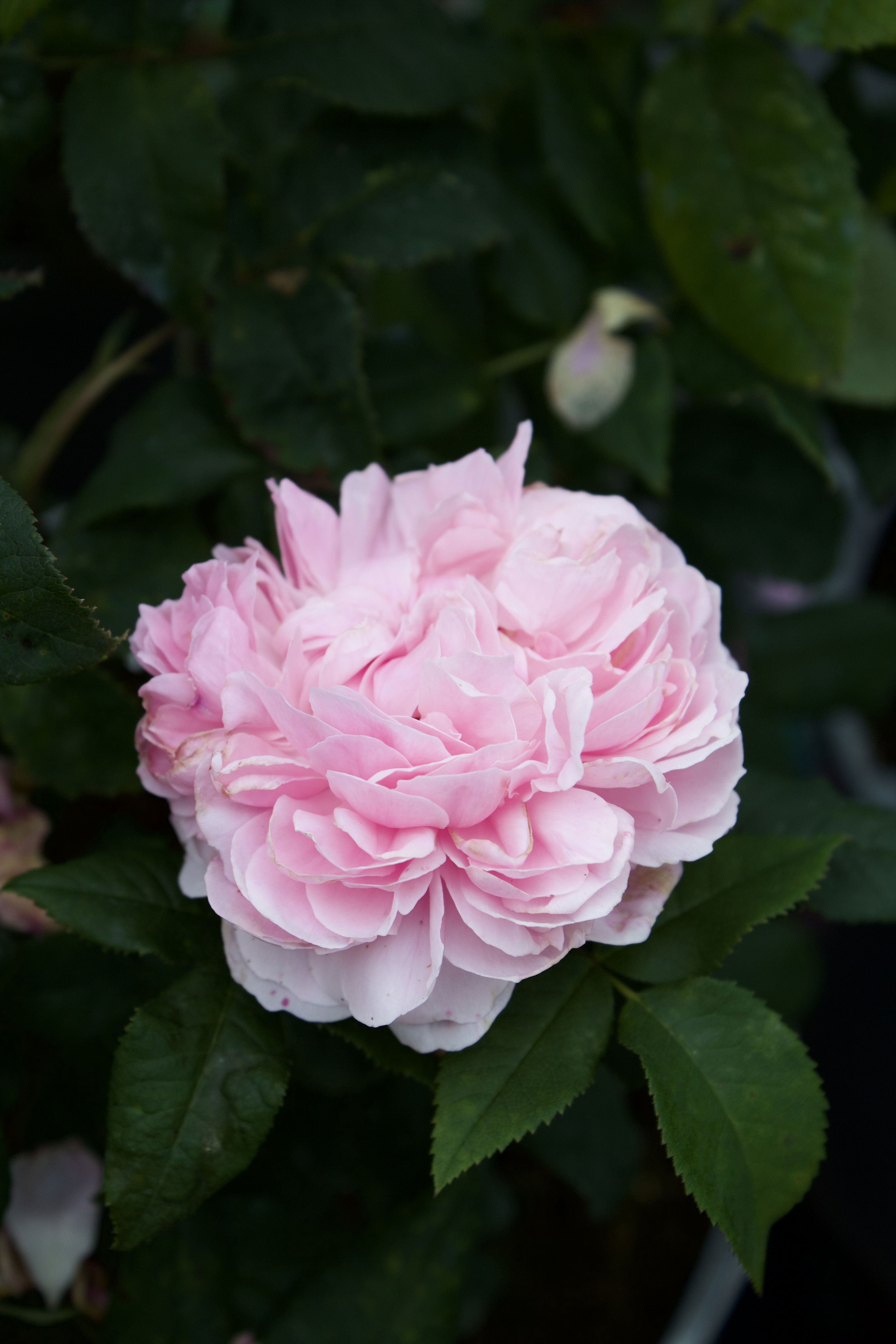 Rosa Jacques Cartier