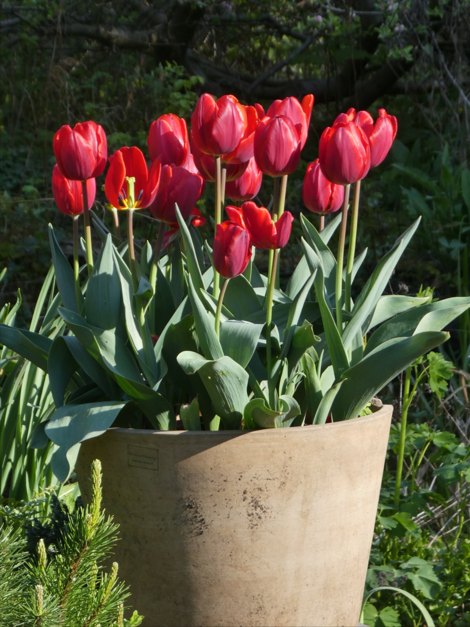 Tulipa 'Coleur Cardinal'