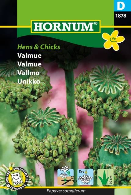 Valmue, Hens & Chicks (D)