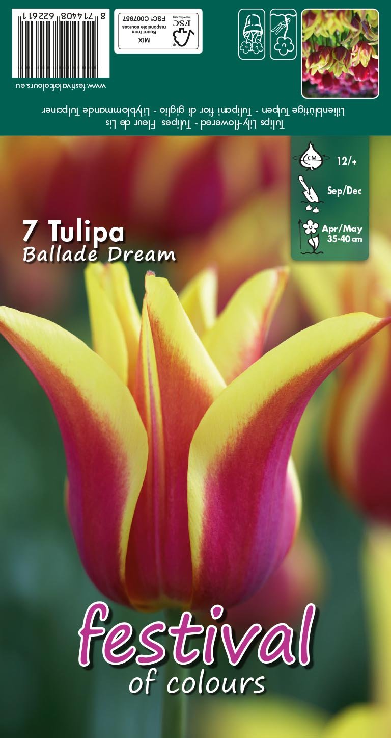 Tulipa Ballade Dream 7 stk
