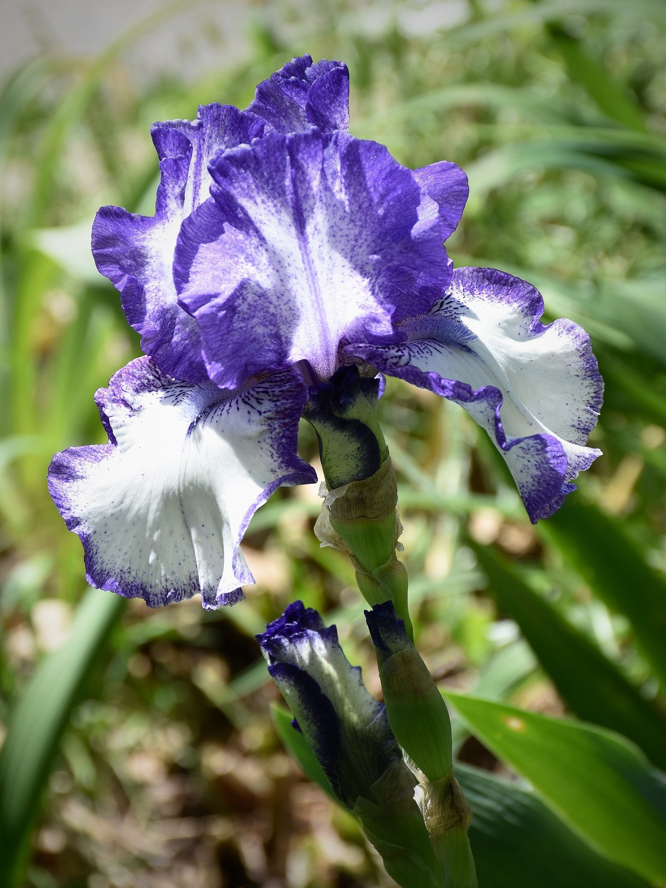 Iris garmanica blå og hvid - Pixabay