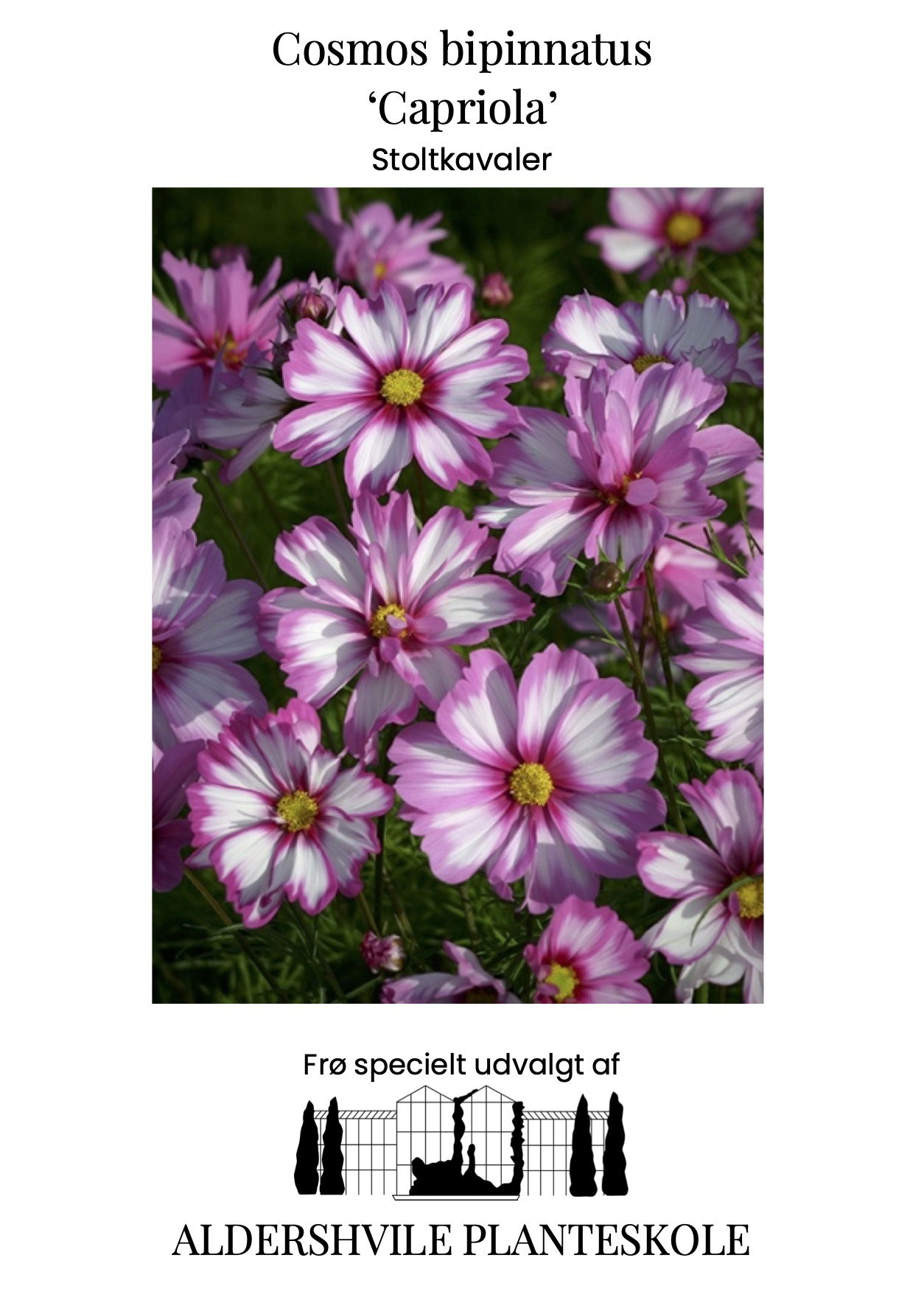 Cosmos bipinnatus Capriola